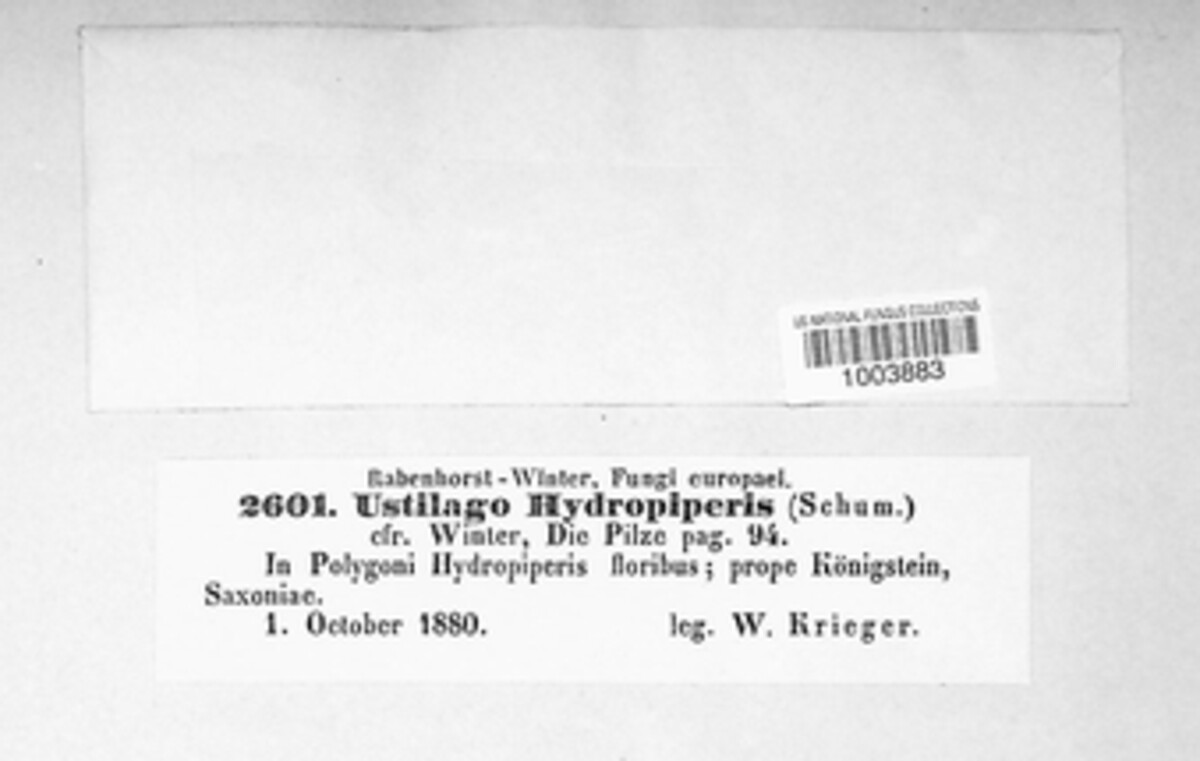 Sphacelotheca hydropiperis image